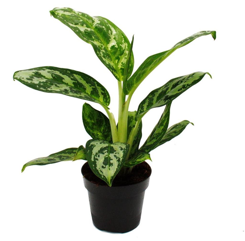 Aglaonema Amazon Silver - Buntblättriger Kolbenfaden - Ausgefallene Sorten - 12cm - ca. 25-30cm hoch