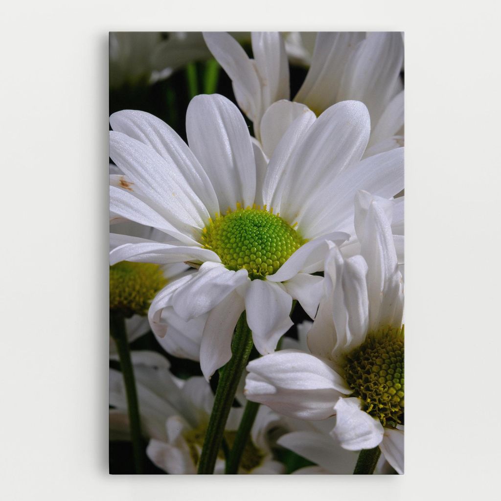 ARTHUB Leinwandbild 40x60 cm, Green Middle Daisy View | Wohnzimmerdekoration, Hängende Bilder, Wanddekoration, Heimdekoration, Blumen, Gänsebl...