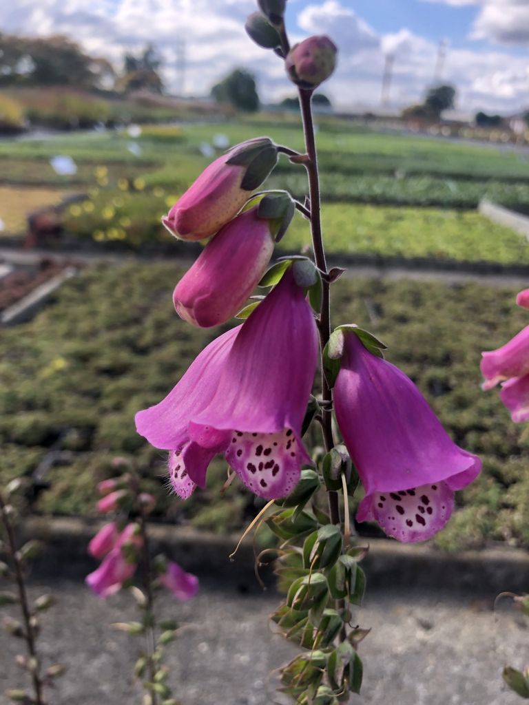 6 x Digitalis purp. 'Panther' - Fingerhut - Topf 9x9 cm