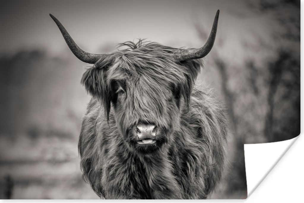 MuchoWow Poster Schottischer Highlander - Schwarz und Weiß 90x60 cm - Schlafzimmer