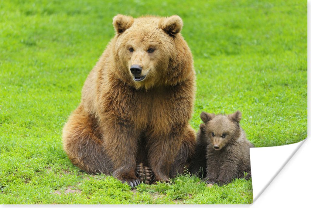 MuchoWow Poster Bär - Gras - Junge 180x120 cm - Fotoplakat