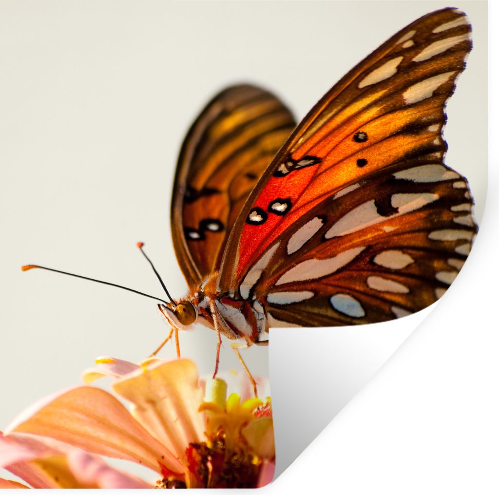 MuchoWow Wandtattoo Wandsticker Wandaufkleber Schmetterling - Orange - Blume - Insekten 30x30 cm Selbstklebend und Repositionierbar - Repositioni...
