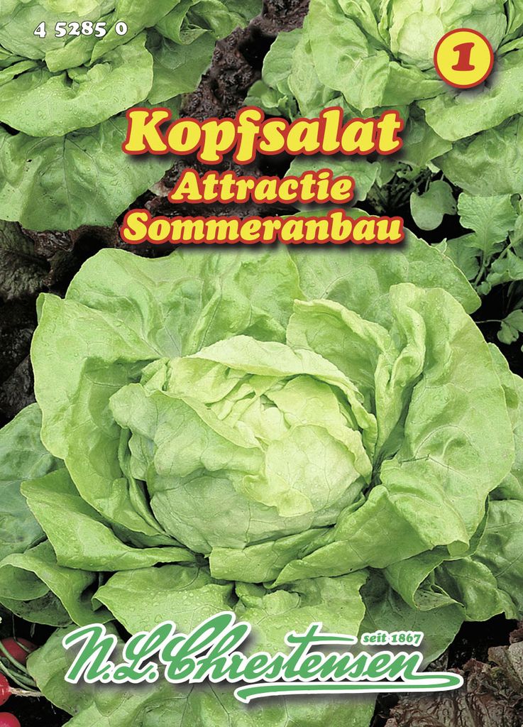 Kopfsalat Attractie | Kopfsalatsamen von N.L. Chrestensen