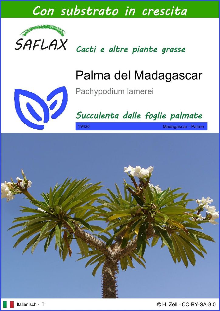 SAFLAX  - Palma del Madagascar - 10 semi - Con substrato - Immagine del prodotto 