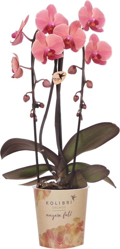 Orchidee Narbonne Lachsrosa Phalaenopsis Blühende Zimmerpflanze Ø12cm Frisch vom