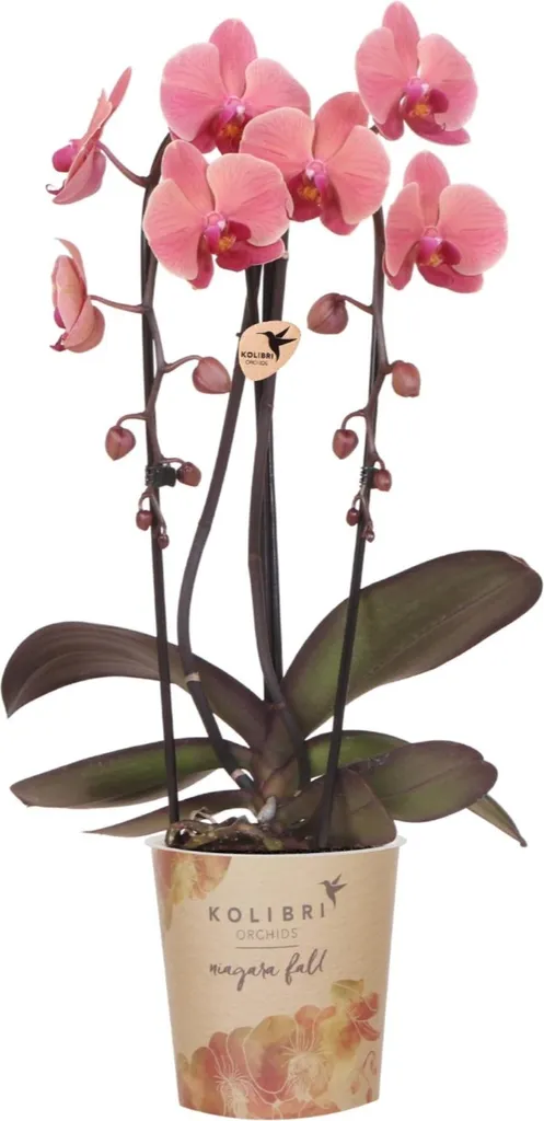 Orchidée Narbonne Phalaenopsis Rose Saumon Ø12cm Direct Producteur