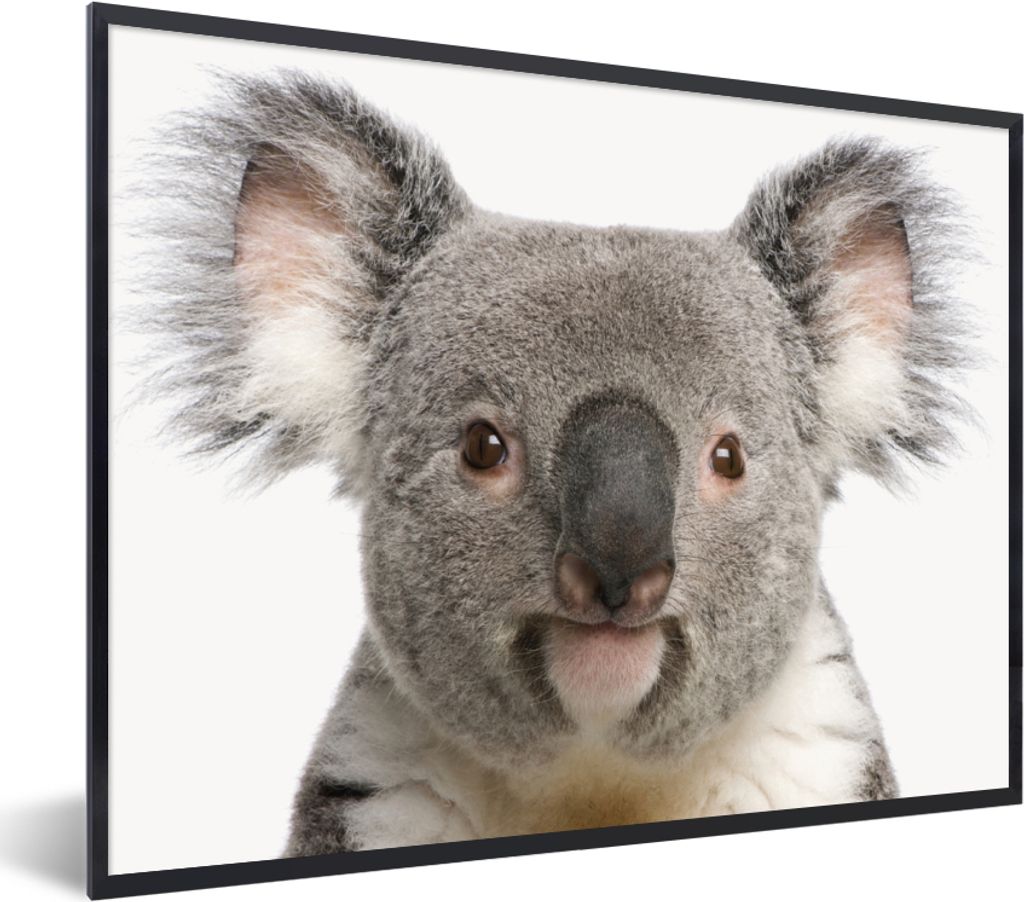 MuchoWow Gerahmtes Poster Koala - Koala Bär - Mädchen - Jungen - Tiere 40x30 cm - Poster mit Schwarzem Bilderrahmen Wandposter Rahmen Foto Bild...