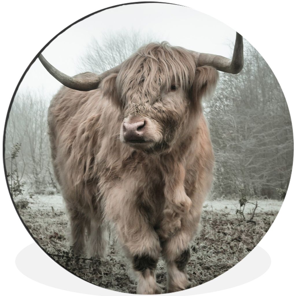 MuchoWow Aluminium Wandkreis Schottische Highlander - Natur - Herbst - Tiere - Wildtiere - Wald Ø 90 cm Wanddeko Modern Wohnzimmer - Mauerkreis ...