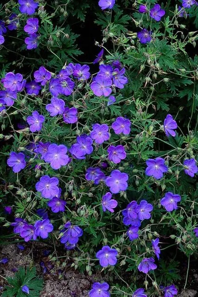 Géranium Johnson's Blue vivace : lot de 48 plantes fleurs bleues Ø9cm