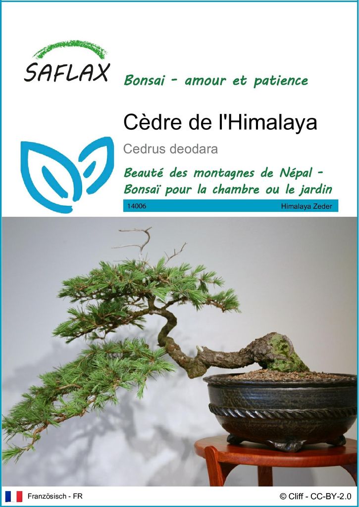 SAFLAX  - Cèdre de l'Himalaya - 35 graines - Cedrus Image du produit 