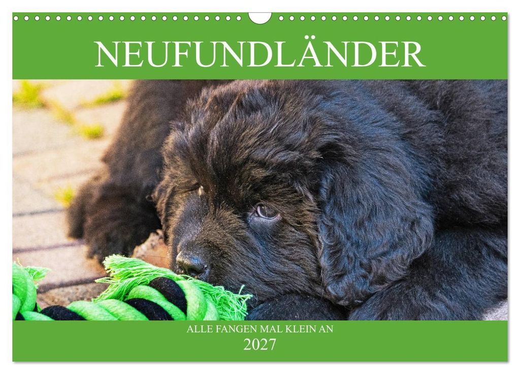 Neufundländer - Alle fangen mal klein an (Wandkalender 2027 DIN A3 quer), CALVENDO Monatskalender