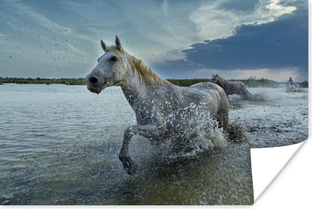 MuchoWow Poster Pferd - Weiß - Wasser 120x80 cm - Bilder