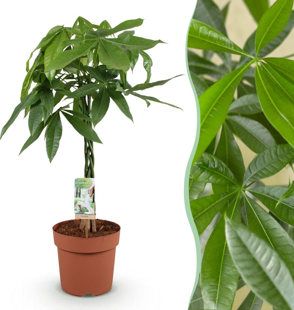 Green boutiQ - Zimmerpflanzen - Geflochtener Stamm Pachira Aquatica - Geldbaum - Wenig Pflege - Grün - 1 Pflanze - Topf 21cm - Höhe 80-90cm