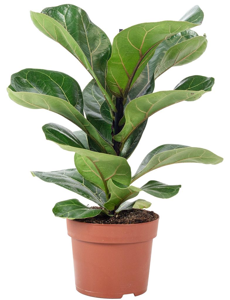 Geigenfeige - pflegeleichte Zimmerpflanze, Ficus Lyrata Bambino - Höhe ca. 35 cm, Topf-Ø 12 cm