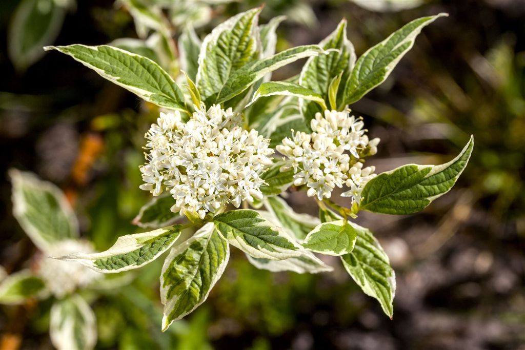 Cornus alba 'Sibirica Variegata', Hartriegel, weiß-bunt, 40–60 cm