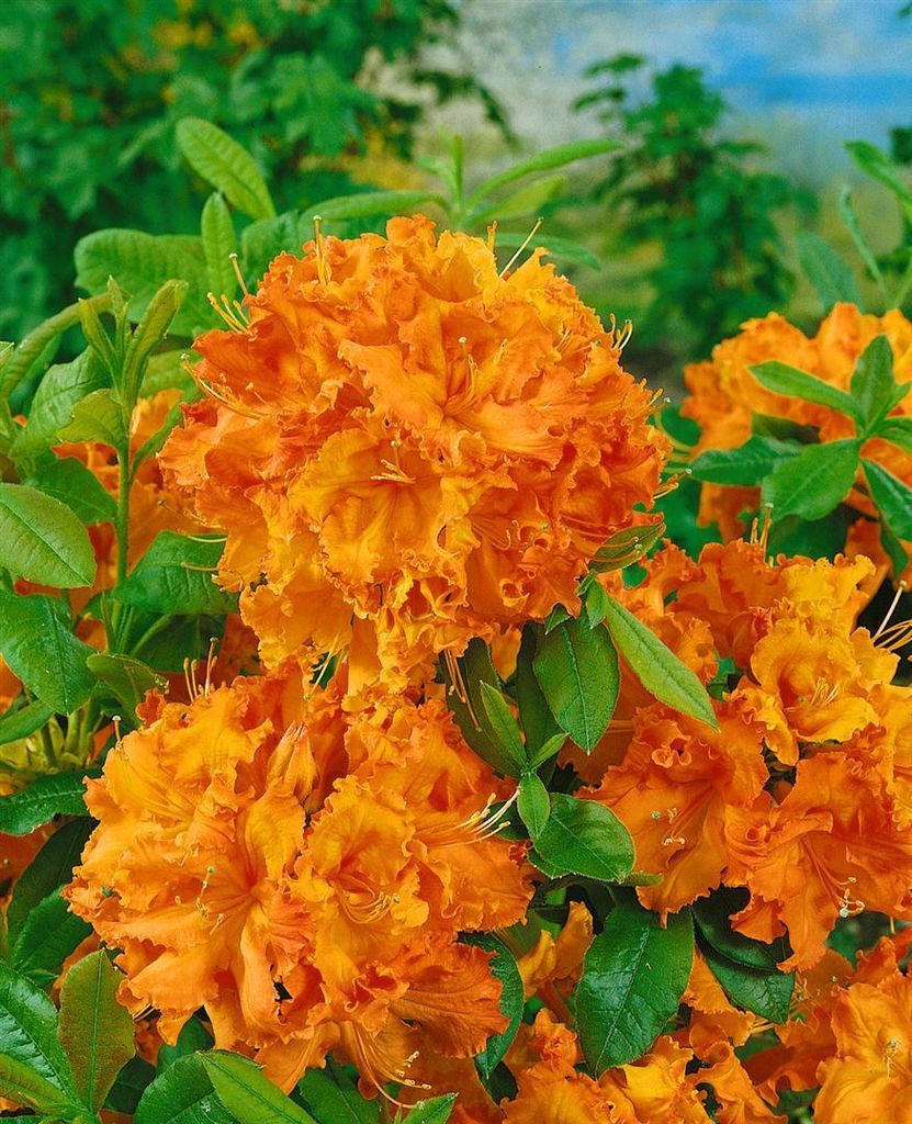 Rhododendron luteum 'Gibraltar', gelb-orange, 5060 cm