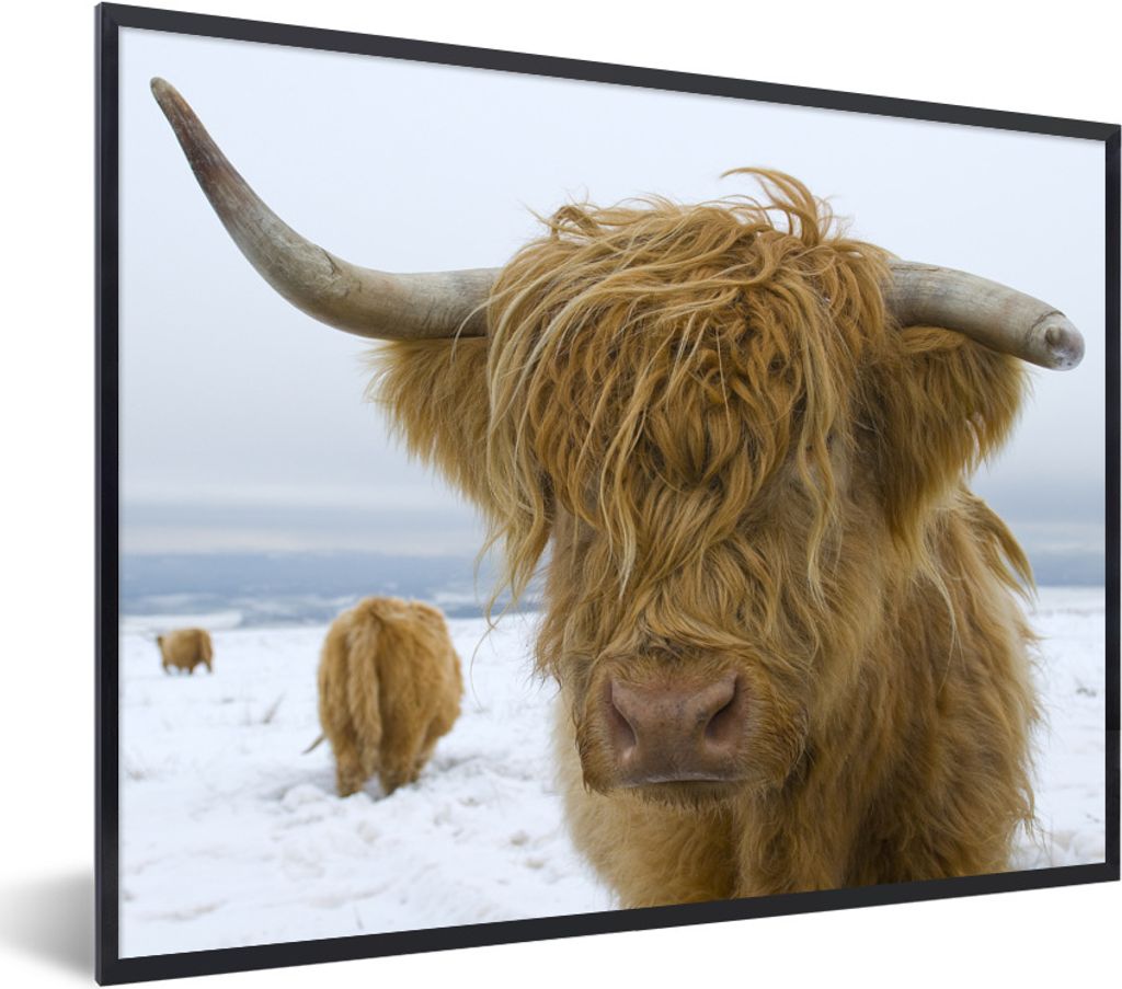 MuchoWow Gerahmtes Poster Schottische Highlander - Schnee - Kuh 40x30 cm - Poster mit Schwarzem Bilderrahmen Wandposter Rahmen Foto Bilder - Kuns...
