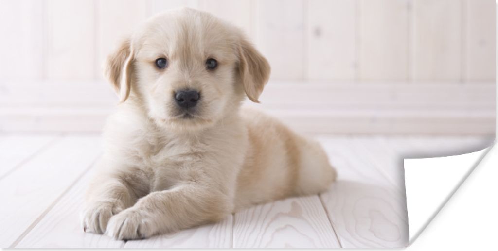 MuchoWow Poster Weißer Golden Retriever Welpe 120x60 cm - Bild