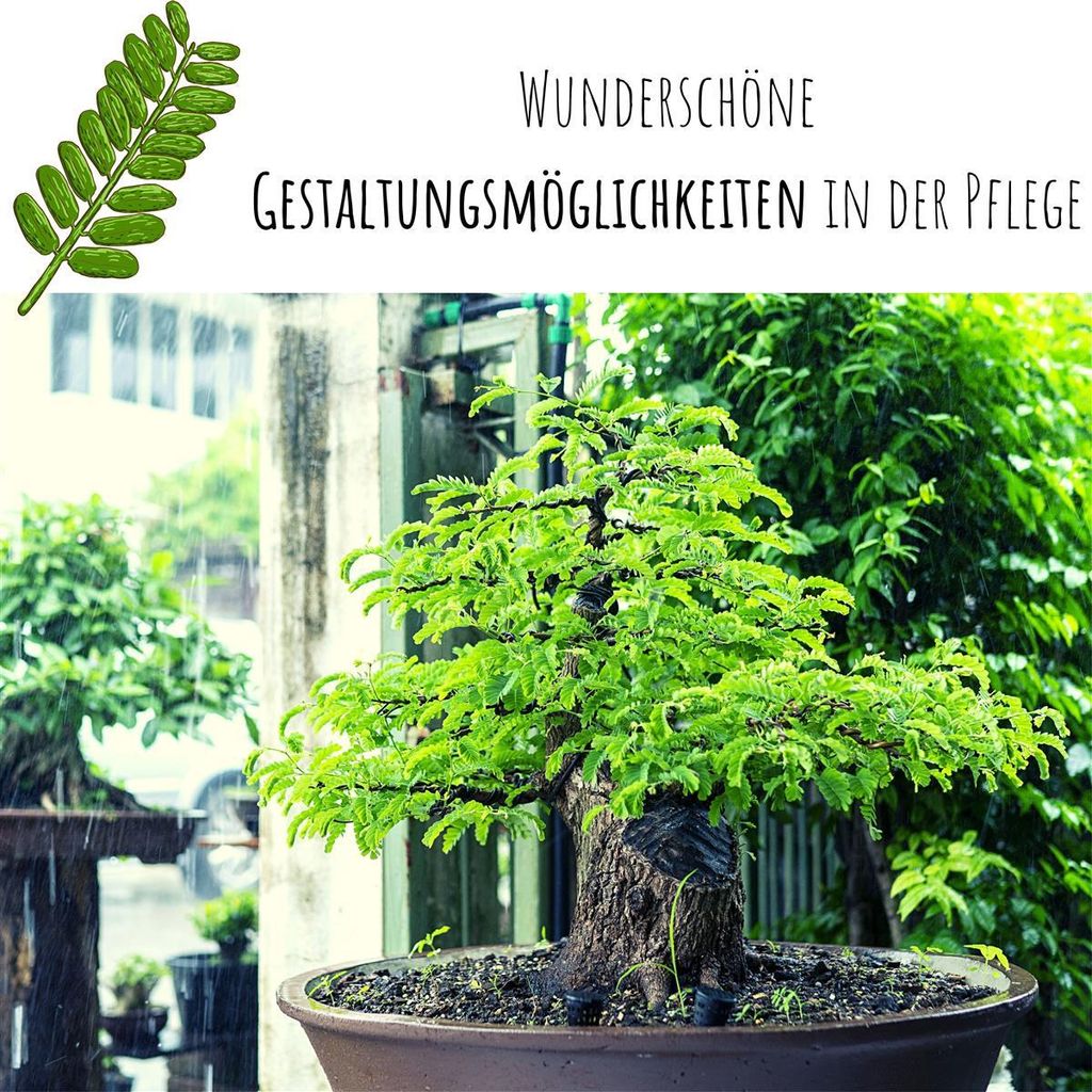Exotische Bonsai Samen: Tamarinde