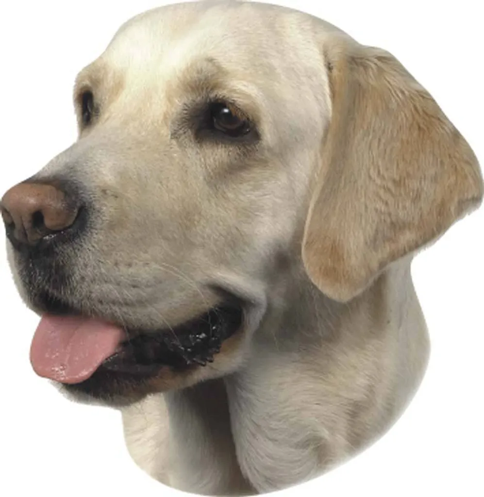 Offerta Set 2 Adesivi Labrador Nobby 12x15cm - Qualità Superiore
