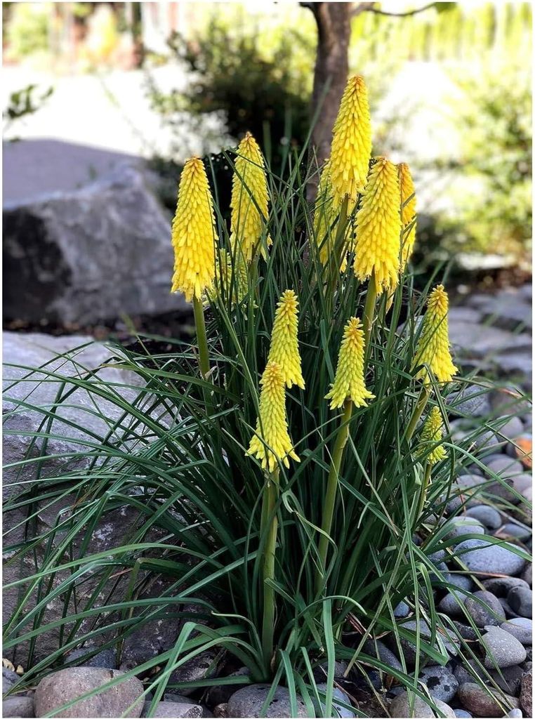 Stauden Gänge 10 x Kniphofia ‘Lemon Popsicle’ - Fackellilie Gelb - Zitronengelbe Blüten, die den Sommer erhellen - Dauerblüher / Bienenfreun...