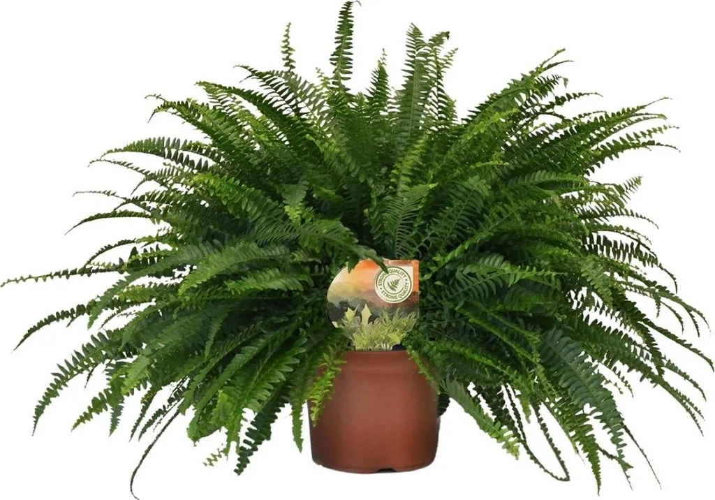 Fougère de Boston Facile d'Entretien Nephrolepis Grand Format Ø19cm 60cm
