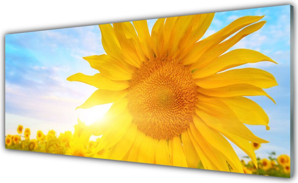 Küchenrückwand aus Glas 125x50cm Spritzschutz Sonnenblume Pflanzen