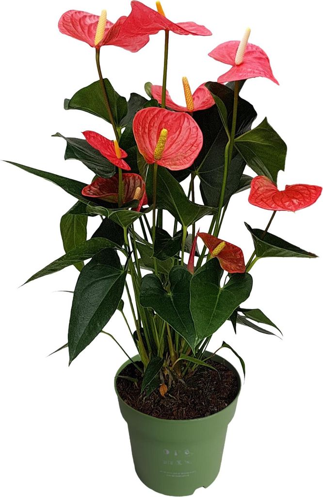 Langue de feu - Anthurium 'Maine Pink' - Hauteur 55-70cm - Image du produit 