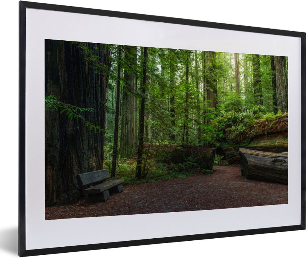 MuchoWow Gerahmtes Poster Eine Gruppe von Redwood-Bäumen 60x40 cm - Poster mit Schwarzem Bilderrahmen Wandposter Rahmen Foto Bilder - Schlafzimm...