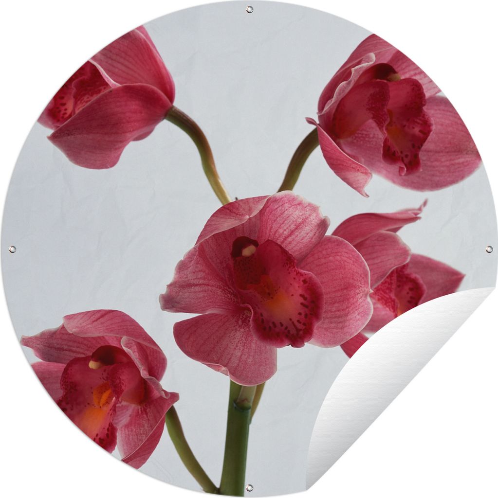 MuchoWow Gartenposter Outdoor-Poster Rund Rote Orchideen für einen hellen Hintergrund Ø 120 cm Gartendeko Rundes Poster draußen