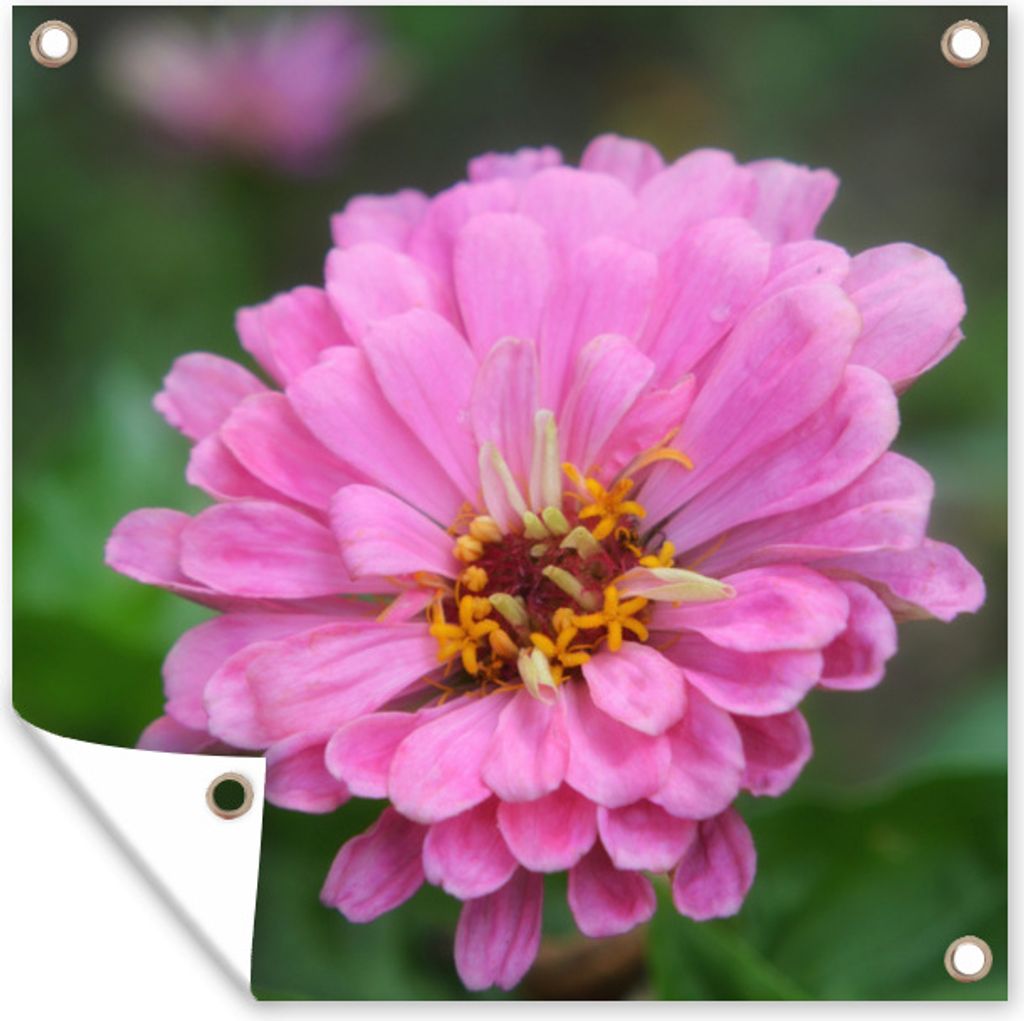 MuchoWow 100x100 cm Outdoor-Poster Gartendeko Sichtschutz Garten Poster für den Garten Rosa Blüten der Zinnie im Garten