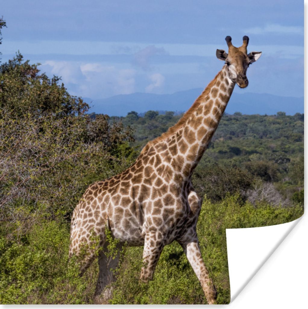MuchoWow Poster Giraffe - Pflanzen - Baum 75x75 cm - Wand Dekoration