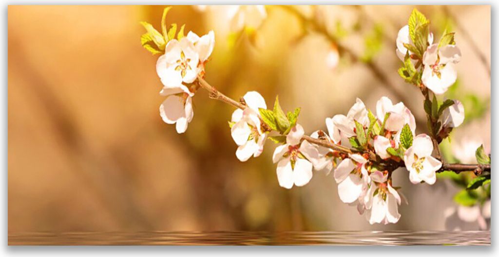 Acrylglasbilder 120x60 Wandbild Druck Blumen Pflanzen