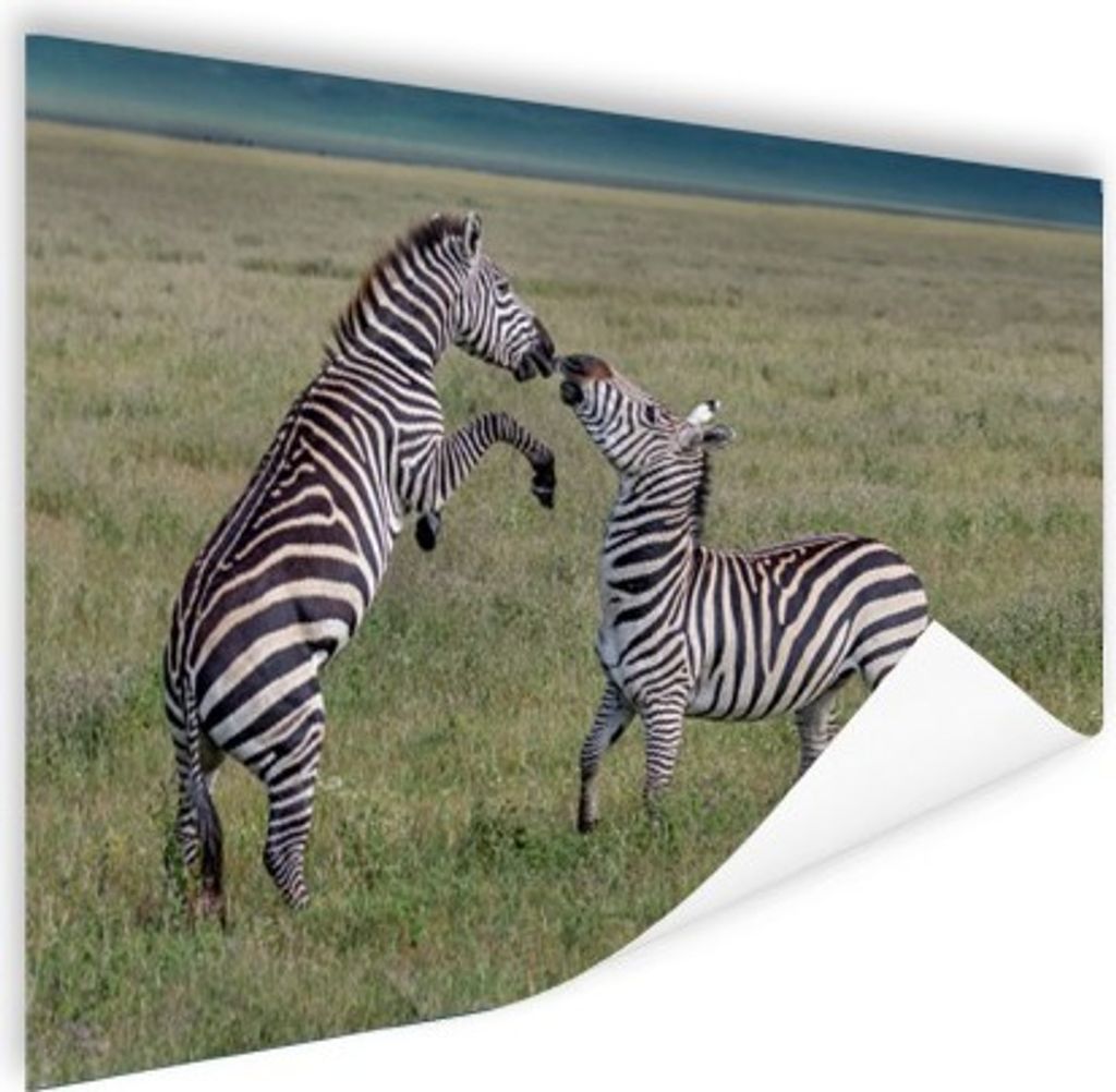 MuchoWow Poster Spielende Zebras 160x120 cm - Foto Plakat