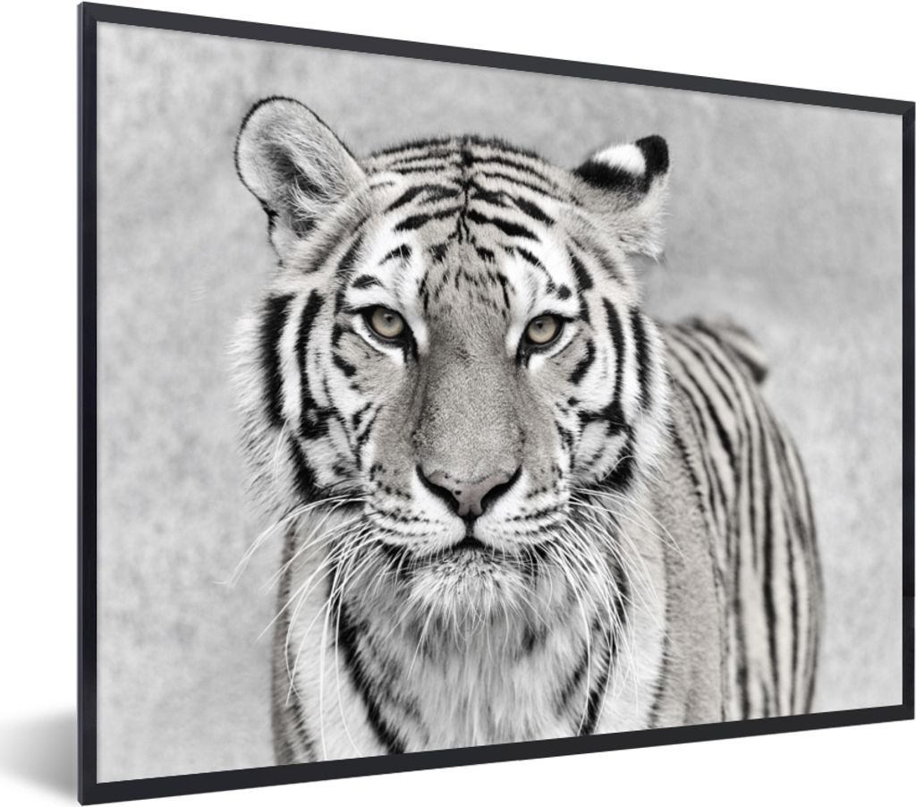 MuchoWow Gerahmtes Poster Tiger - Natur - Schwarz - Weiß 80x60 cm - Poster mit Schwarzem Bilderrahmen Wandposter Rahmen Foto Bilder - Schwarzem ...
