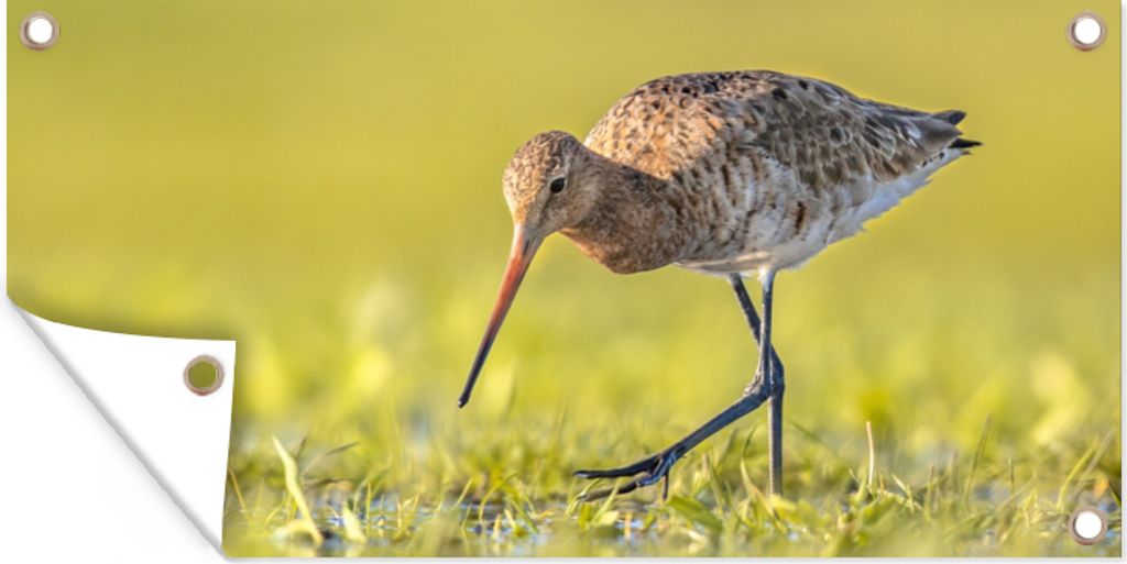 MuchoWow 80x40 cm Outdoor-Poster Gartendeko Sichtschutz Garten Poster für den Garten Vögel - Gras - Landschaft - Uferschnepfe