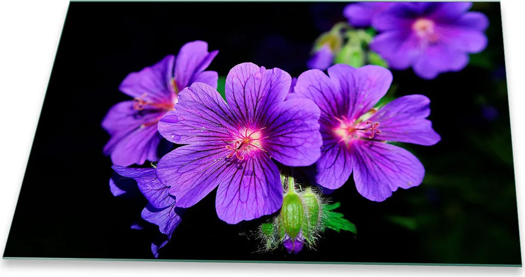 Protezione Piano Cottura Vetro 80x52 Fiori Viola | Tagliere Grande