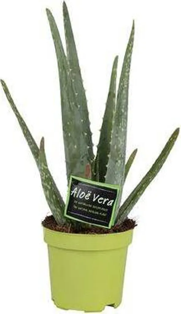 Plante Verte Aloe Vera 35 cm - Succulente Décorative pour Salon et Bureau