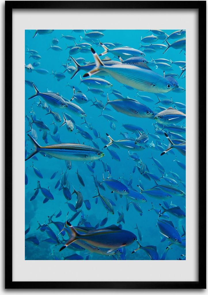 Bild - Bilderrahmen - Foto - 70 cm x 100 cm - MDF - Rahmen - Wandkunst - Korallenfisch