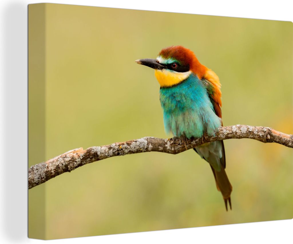 OneMillionCanvasses - Leinwandbilder - 150x100 cm, Vogel - Bienenfresser - Tiere, Wandbilder Kunstdruck Wanddekoration - Foto auf Leinwand - Gem...