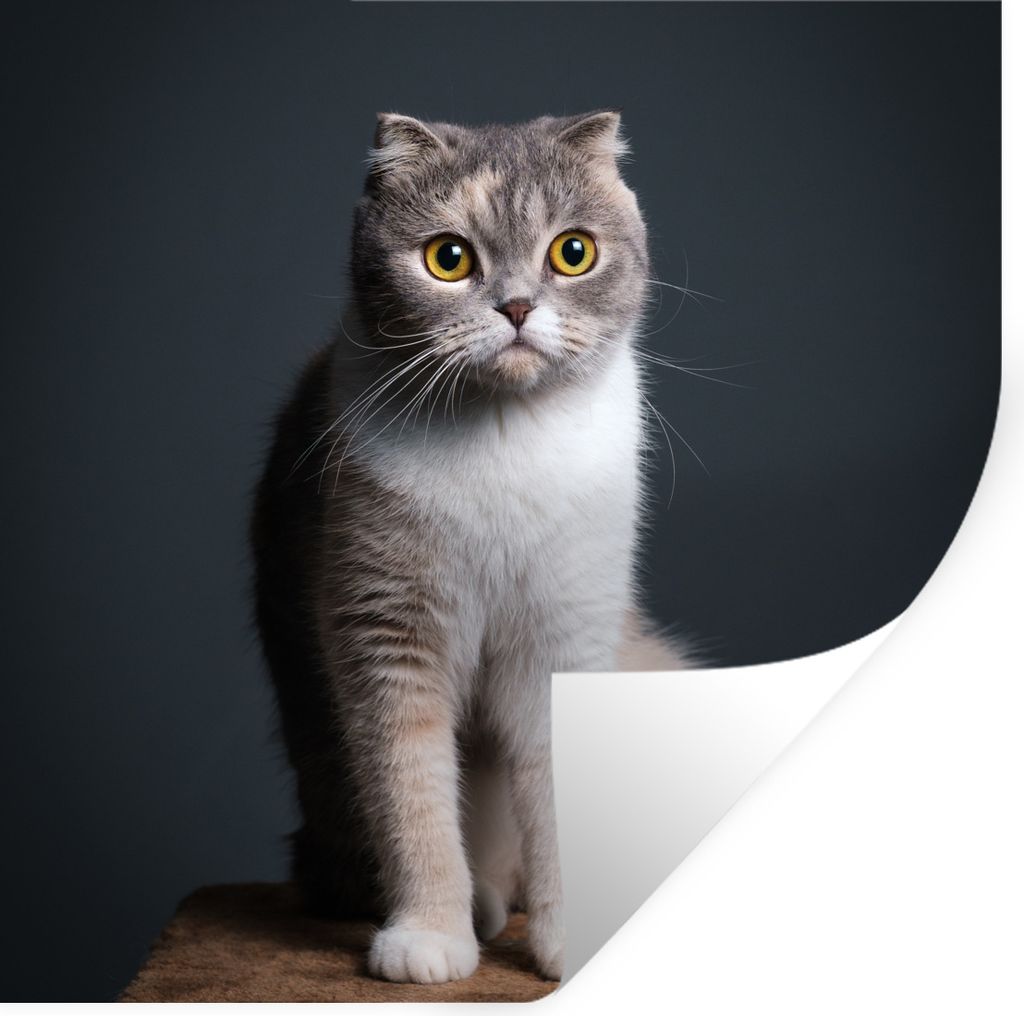 MuchoWow Wandtattoo Wandsticker Wandaufkleber Katze - Haustiere - Licht 30x30 cm Selbstklebend und Repositionierbar