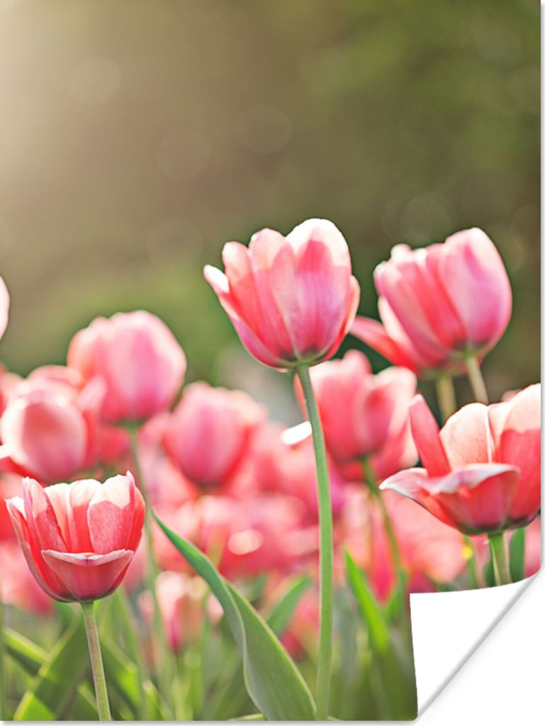 MuchoWow Poster Tulpen - Sonne - Frühling 120x160 cm - Wandbilder