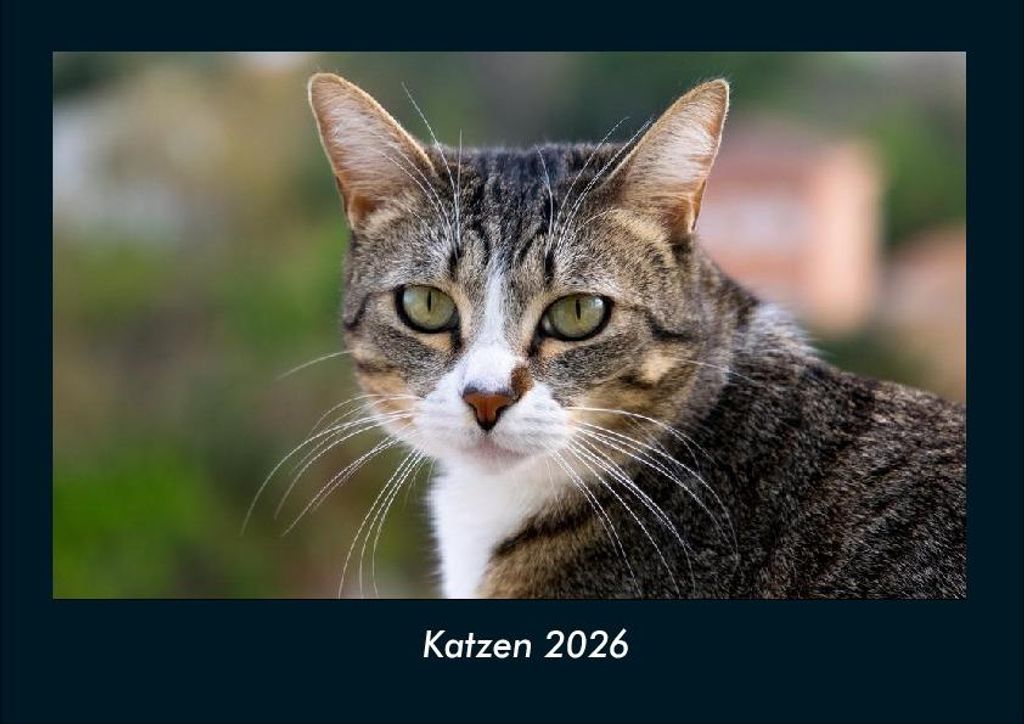 Katzen 2026 Fotokalender - Querformat DIN A4, Monatskalender mit Bild-Motiven von Haustieren, Bauernhof, wilden Tieren und Raubtieren