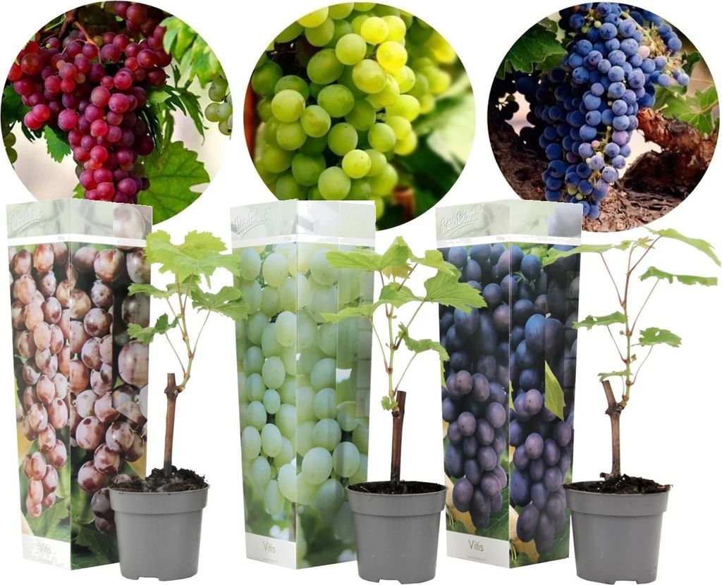 A collage of grape plants in pots, with close-up images of red, green, and purple grapes at the top.