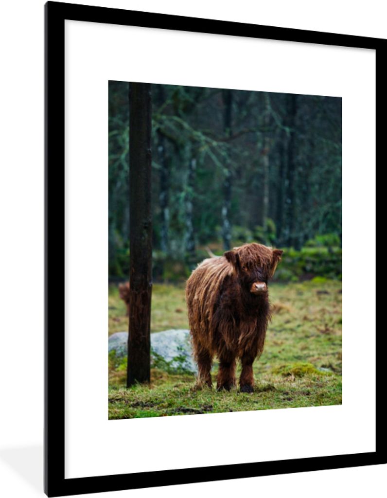 MuchoWow Gerahmtes Poster Schottischer Hochländer - Wald - Moos 60x80 cm - Poster mit Schwarzem Bilderrahmen Wandposter Rahmen Foto Bilder - Woh...