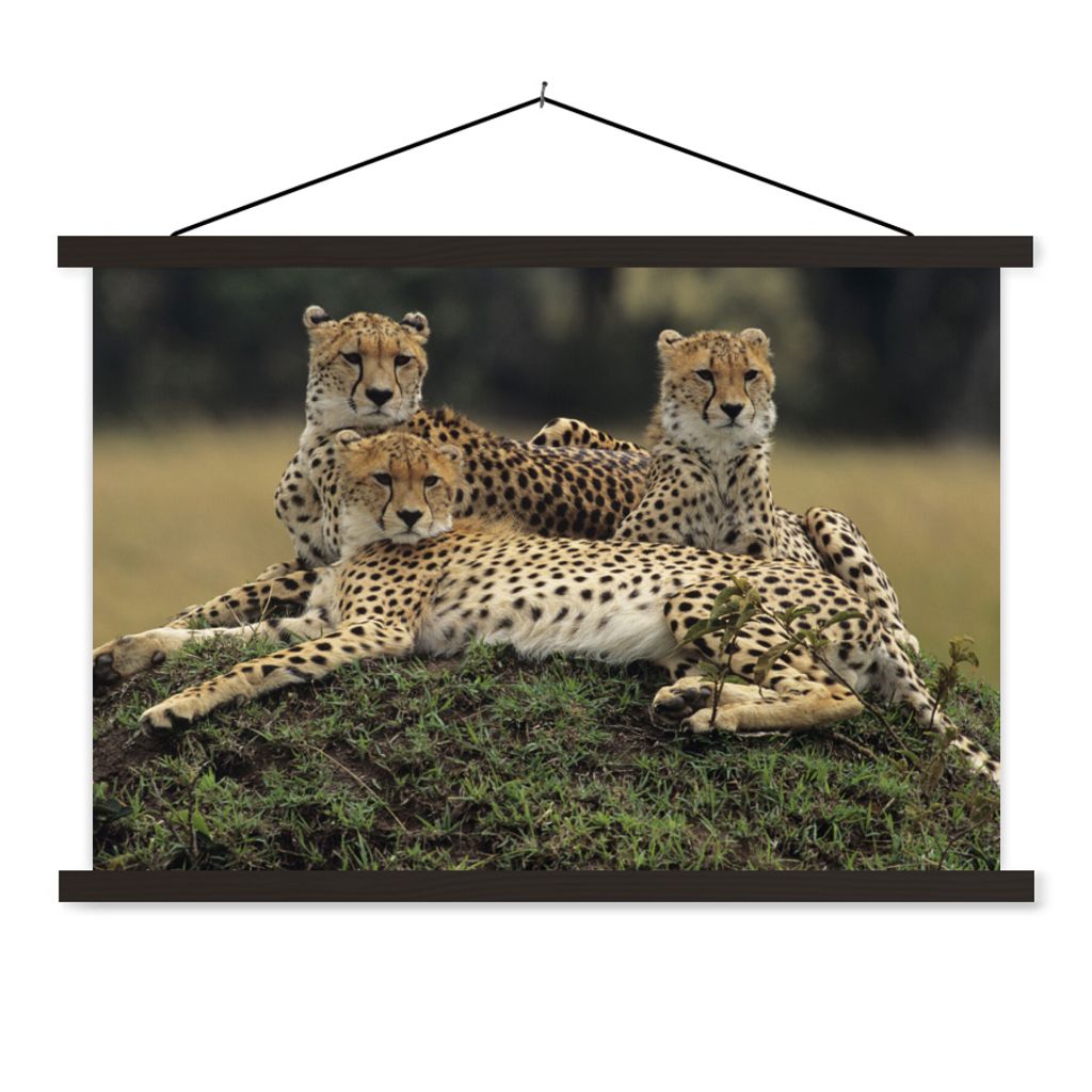 MuchoWow Textilposter Drei Geparden in der Savanne 60x40 cm mit schwarzem Rahmen - Hölzernes