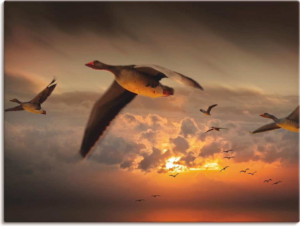 ARTland Leinwandbild Der Flug der Wildgänse... Größe: 80x60 cm