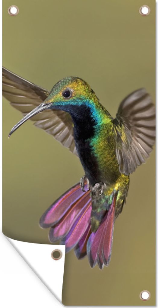 MuchoWow 40x80 cm Outdoor-Poster Gartendeko Sichtschutz Garten Poster für den Garten Kolibri - Grün - Lila