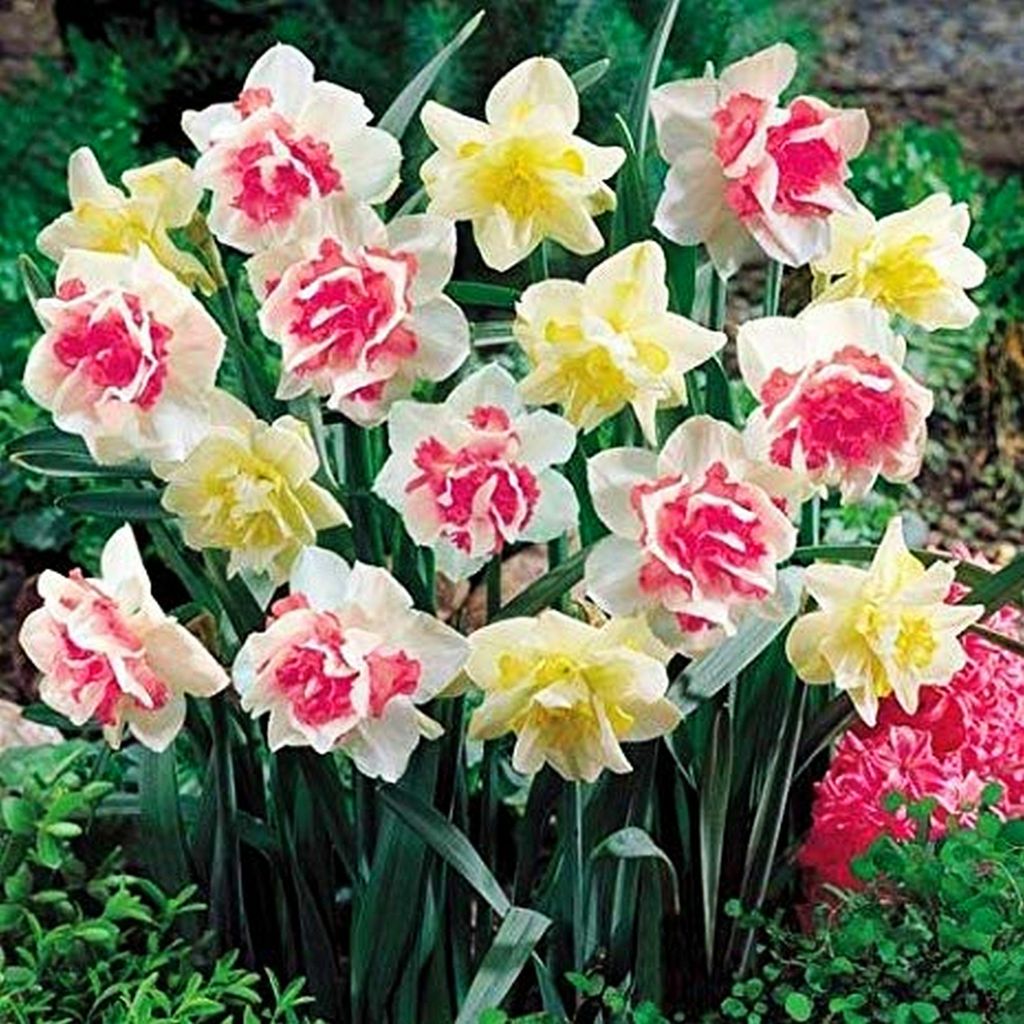 Narcisses Bulbes Fleurs Narcisse farci Mix 25 pcs Image du produit 