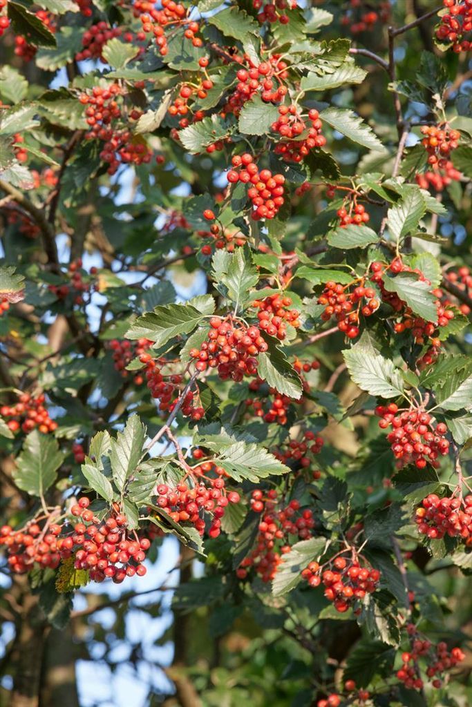 Sorbus intermedia, Mehlbeere, 80–100 cm Produktbild 